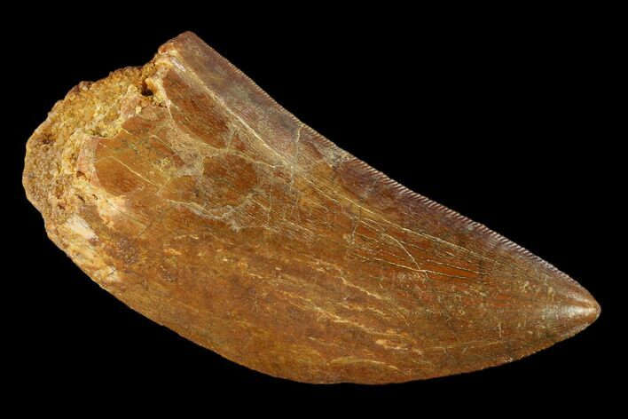 Carcharodontosaurus Tooth - Real Dinosaur Tooth #131237